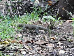 Varanus indicus
