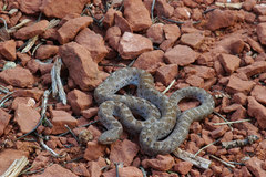 Hypsiglena chlorophaea