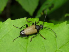 Trigonarthris