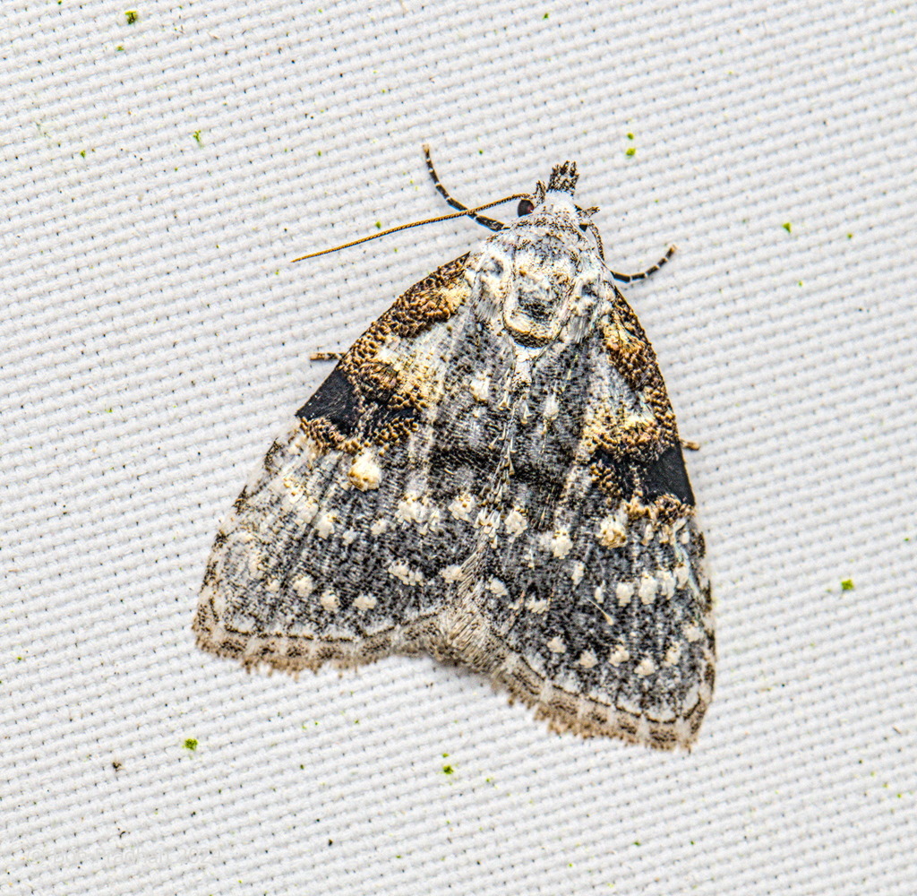 Meganola argentescens