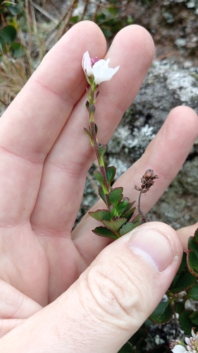 Image of Veronica lavaudiana by (c) Joe Potter Butler, some rights reserved (CC BY)