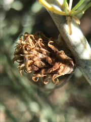 Rhopalomyia utahensis