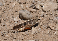 Cratypedes neglectus