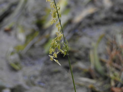 Image of Zizania texana by (c) Joseph Aubert, some rights reserved (CC BY)