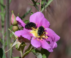 Acmaeodera knowltoni