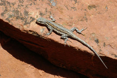 Urosaurus ornatus schottii