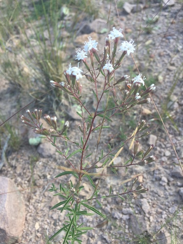 Image of Stevia viscida by (c) Oscar C. González Martínez, some rights reserved (CC BY-SA)