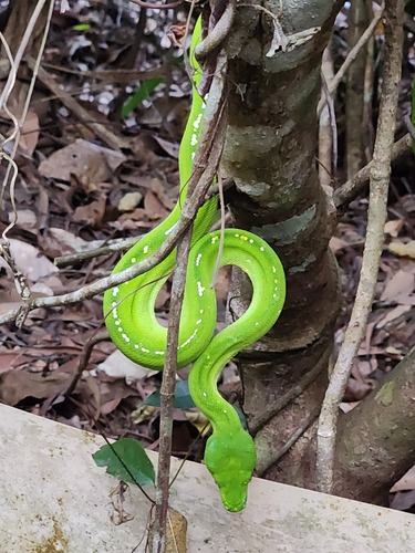 Southern Green Python sighting
