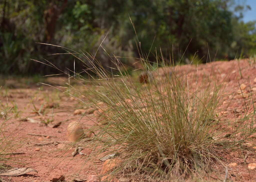 Aristida chinensis