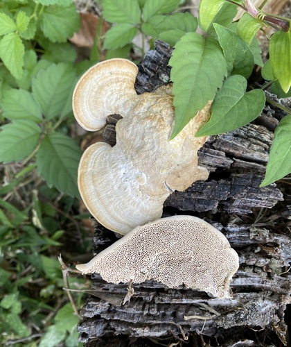 Fomitopsis dickinsii