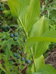 Polygonatum biflorum commutatum