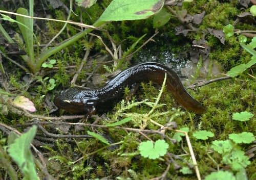 Yunnan Newt
