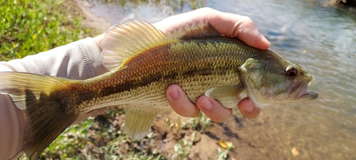 Spotted Bass