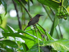 Myzomela eichhorni
