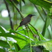 Yellow-vented Myzomela - Photo (c) Isaac Rush, some rights reserved (CC BY-NC), uploaded by Isaac Rush