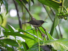 Myzomela eichhorni