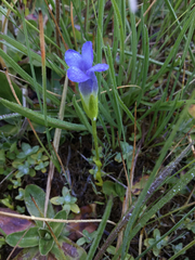 Gentianopsis simplex