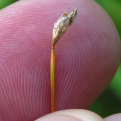 Eleocharis tenuis
