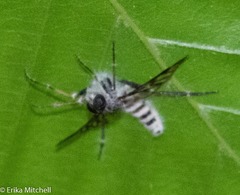 Furia ithacensis