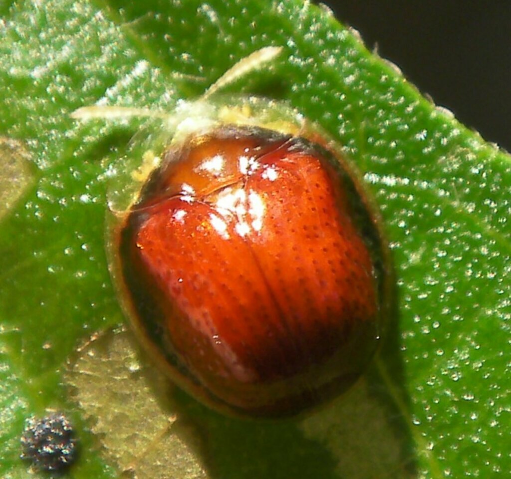 Charidotis flavomarginata