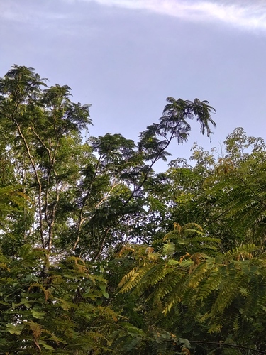 Parkia speciosa, photograph 6