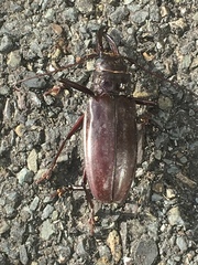 Stenodontes exsertus