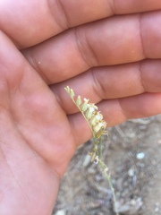 Streptanthus morrisonii