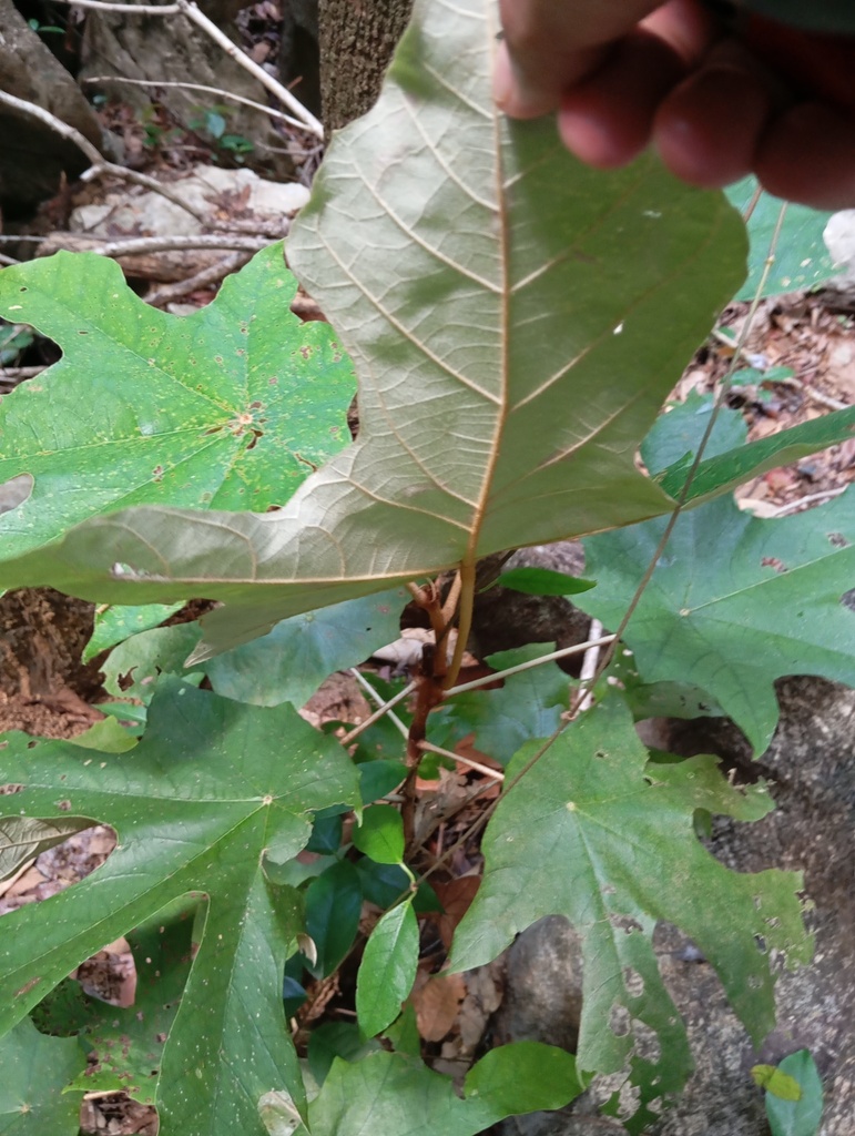 Lòng mán hoa to – Pterospermum grandiflorum