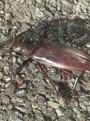 Stenodontes exsertus