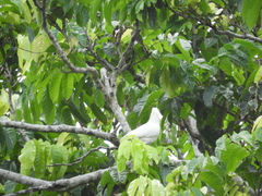 Cacatua ducorpsii