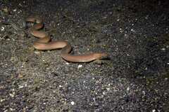 Ghost Moray photo 3