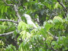 Cacatua ducorpsii