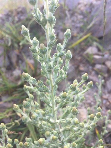 Trans-Pecos Horseweed (Laennecia filaginoides)