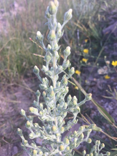 Trans-Pecos horseweed (Laennecia filaginoides)