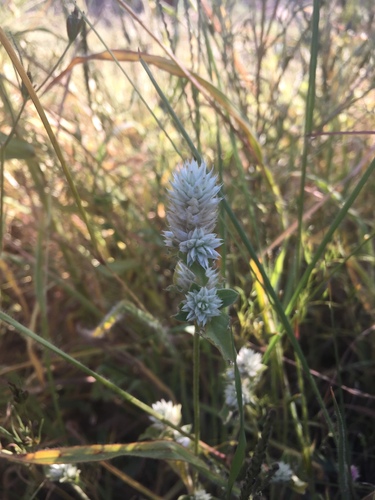 Image of Gomphrena nitida by (c) Oscar C. González Martínez, some rights reserved (CC BY-SA)