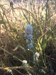 Gomphrena nitida, photograph (c) Oscar C. González Martínez, some rights reserved (CC BY-SA)