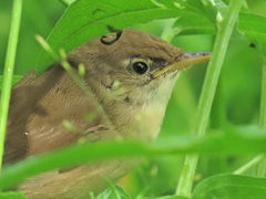 Acrocephalus scirpaceus