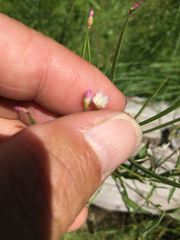 Epilobium glaberrimum