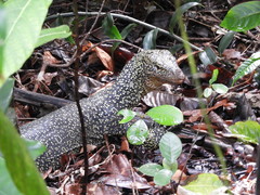 Varanus indicus