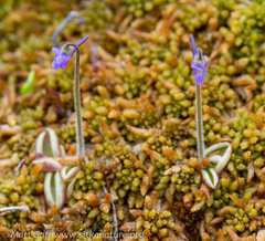 Pinguicula villosa
