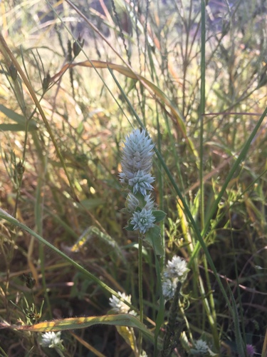 Gomphrena nitida, photograph 6