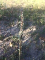 Muhlenbergia phleoides, photograph (c) Oscar C. González Martínez, some rights reserved (CC BY-SA)