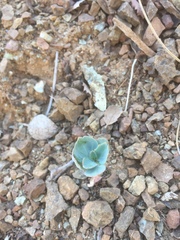 Streptanthus morrisonii