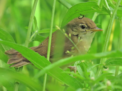 Acrocephalus scirpaceus