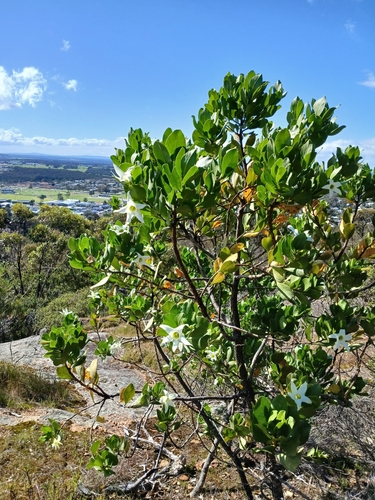 Sticky tailflower (Anthocercis viscosa)