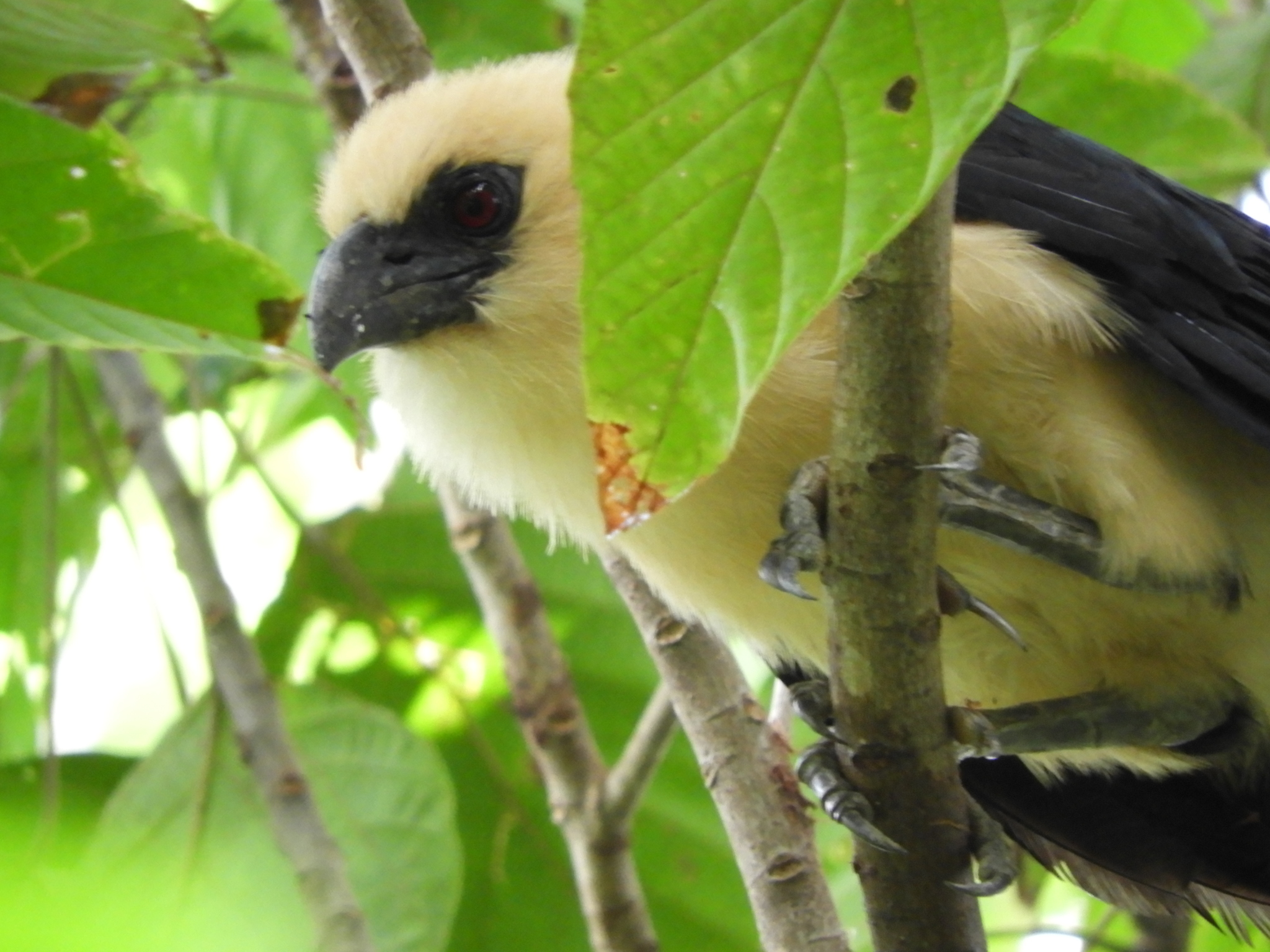 Buff-headed Coucal (Centropus milo)