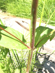 Epilobium glaberrimum