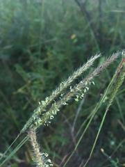 Muhlenbergia phleoides, photograph (c) Oscar C. González Martínez, some rights reserved (CC BY-SA)