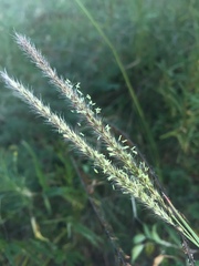 Muhlenbergia phleoides, photograph (c) Oscar C. González Martínez, some rights reserved (CC BY-SA)