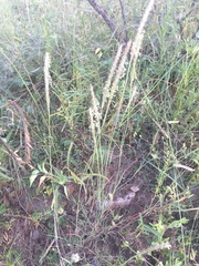 Muhlenbergia phleoides, photograph (c) Oscar C. González Martínez, some rights reserved (CC BY-SA)